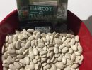 C’est la saison des haricots tarbais !